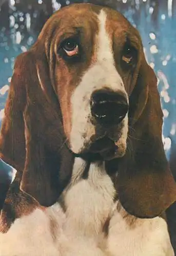 Basset Hound dog breed