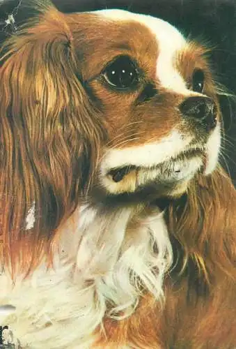 Spaniel King Charles dog breed