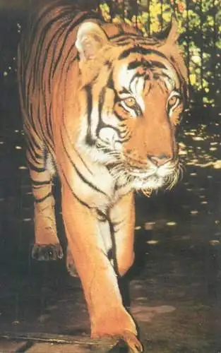 Romania Bucuresti Zoological Garden tiger (panthera tigris)