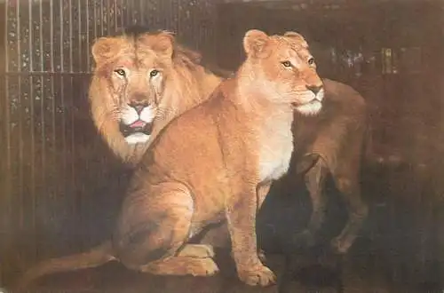 Romania Bucuresti Zoological Garden lions (panthera leo)