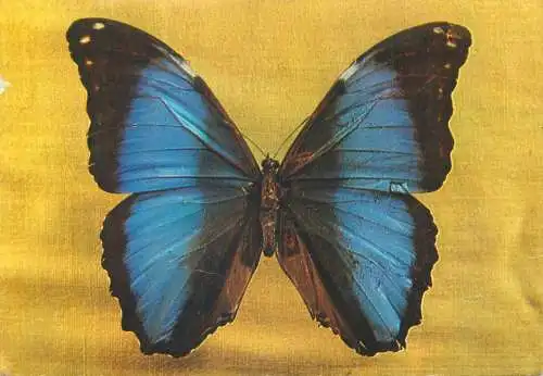 Romania Sibiu Natural History Museum Morpho deidamia exotic butterfly