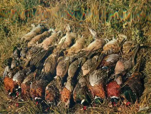 France En Sologne animaux tableau de chasse des faisans et des lapins