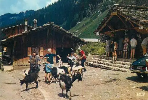 France Environs de Morzine Les Lindarets les chevres amusent les Petits et les Grands