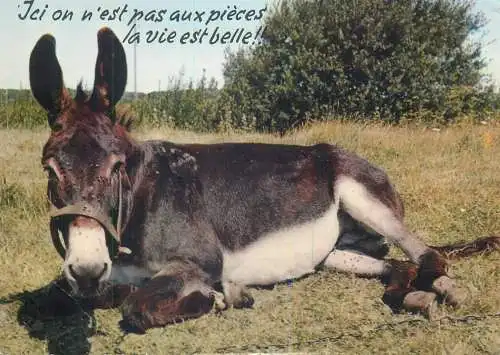 Funny animals donkey photo