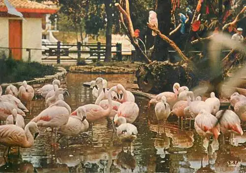 France Les Mathes La Palmyre parc zoologique de la palmyre les flamants roses