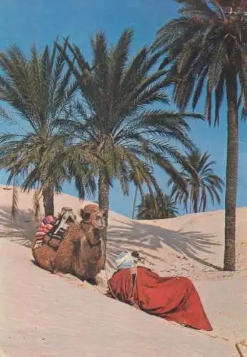 Tunisia Douz desert types and scenes camel rider's rest