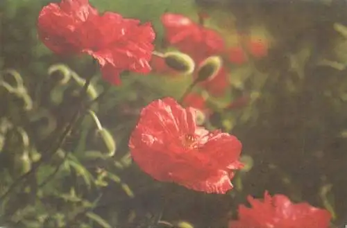 Postcard greetings card flower vase Romania red flower poppy