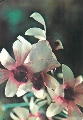 Postcard greetings card flowers Romania 1988