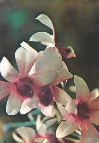 Postcard greetings card flowers Romania 1993