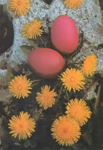 Postcard greetings card holidays Easter celebration Hungary painted eggs
