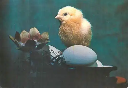 Postcard greetings card holidays Easter celebration Romania chicken and eggs