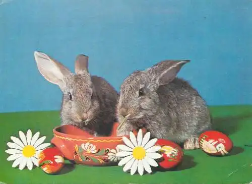 Postcard greetings card holidays Easter celebration Hungary bunny 1983