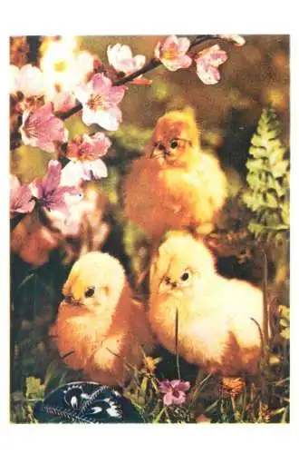 Postcard greetings card holidays Easter celebration Romania chicken and flower
