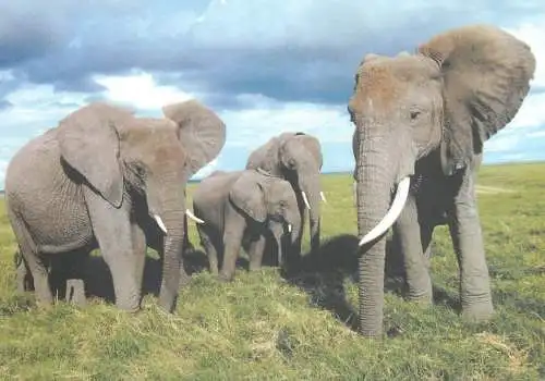 Postcard animal Loxodonta africana ivory tooth elephant