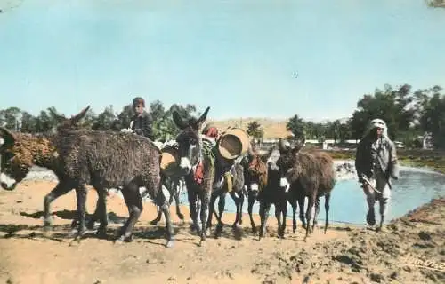 Postcard Africa > Algeria Ouargla La Soura