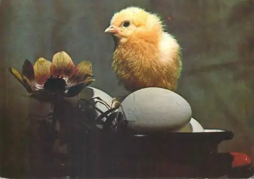 Easter greetings poultry chicken eggs flower