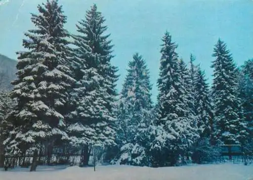 Merry Christmas greetings snow-covered fir trees