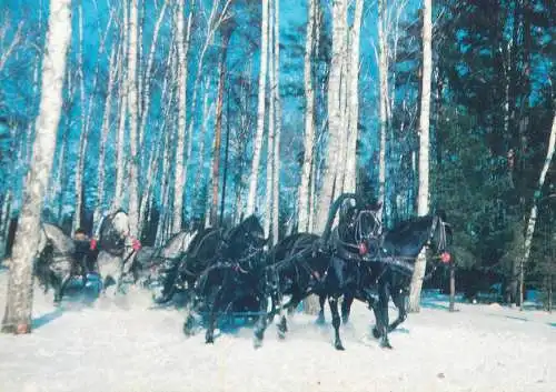 Russian Troika winter day forest scenery