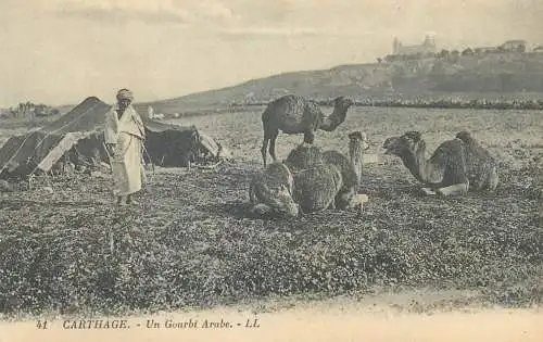 Carthage types and scenes - un Gourbi Arabe tent camp bedouin camels