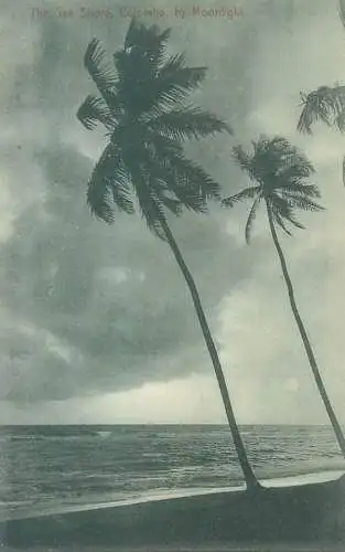 Colombo sea shore palms by moonlight