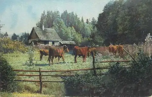 Austria 1911 scenic postcard cows vaches