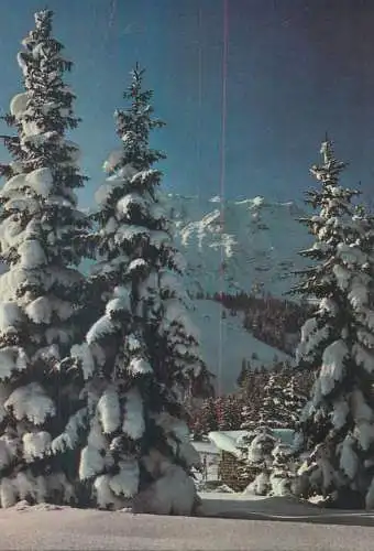 Christmas Greetings Postcard snow-covered fir trees photo