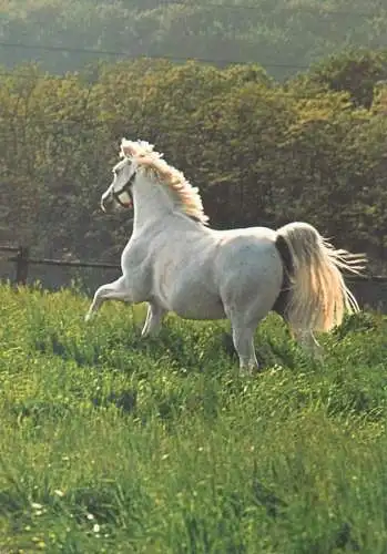 Animals Trakehner Schimmel horse photo