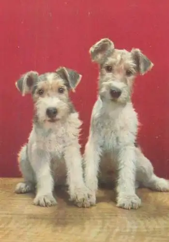 Animals Fox Terrier dog breed photo