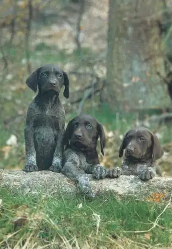 Animals German Brac dog breed photo