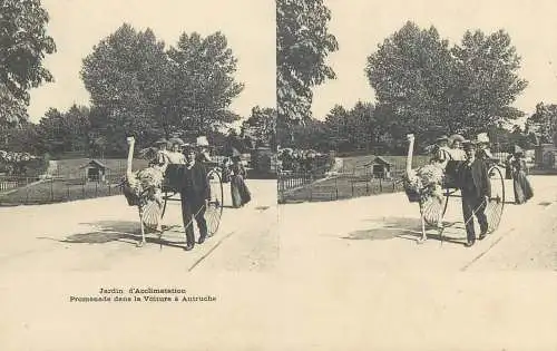 France cpa stereoscopique Paris jardin d'Acclimatation promenade dans la voiture a autruche