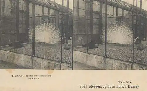 France cpa stereoscopique Paris jardin d'Acclimatation les paons
