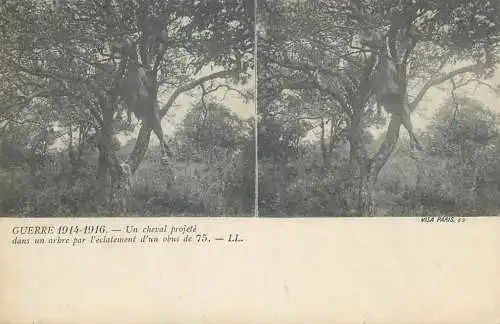 Guerre 1914-1916 cpa vue stereoscopique ww1 un cheval projete dans un arbre