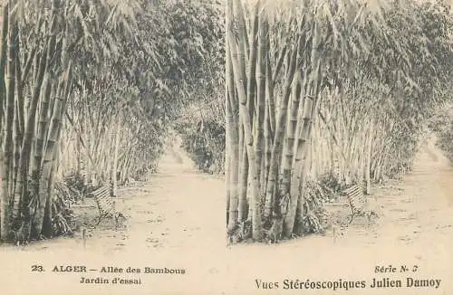 Vues Stereoscopiques Julien Damoy Algeria Algiers allee des bambous jardin d'esai