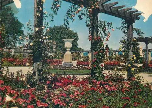 Germany Insel Mainau im Bodensee Rosengarten