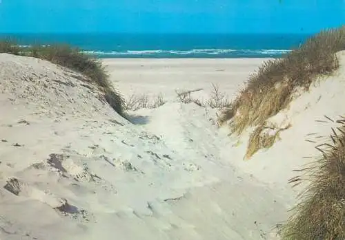 Denmark Dunes by the North Sea