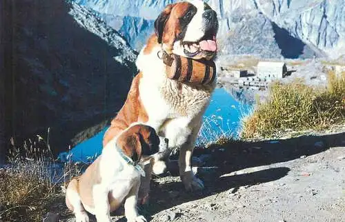 Switzerland Chiens de l'Hospice du Col du Grand Saint-Bernard