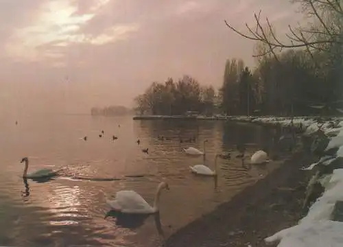 Switzerland Lac Leman en hiver