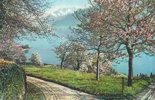 Switzerland Bords du Lac Leman & Lac Leman et les Dents du Midi