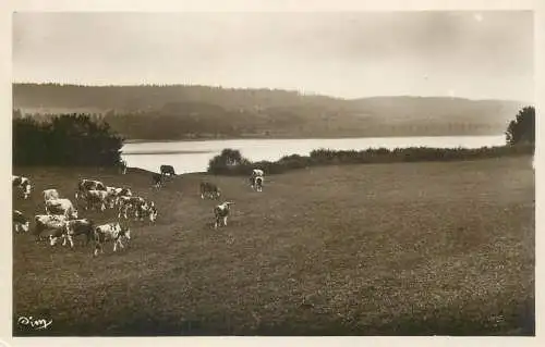 France Malbuisson Doubs Les Paturages troupeau de vaches