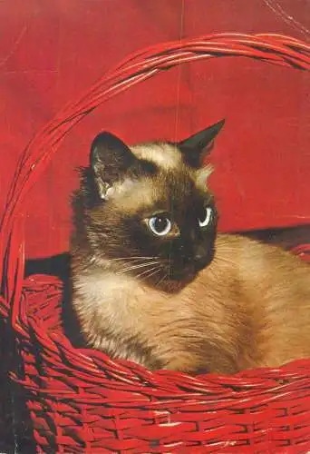 Short-haired cat photo