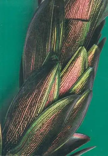 Earrings beetle wings feathers