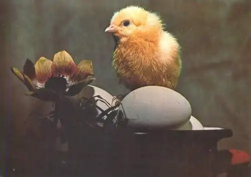 Easter Holiday greetings chicken eggs flower
