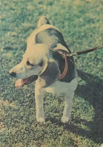 Beagle dog breed photo