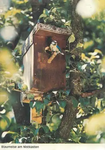 Blue tit bird at the nest box