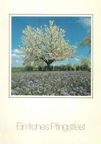 Pentecost greetings blossom tree and field