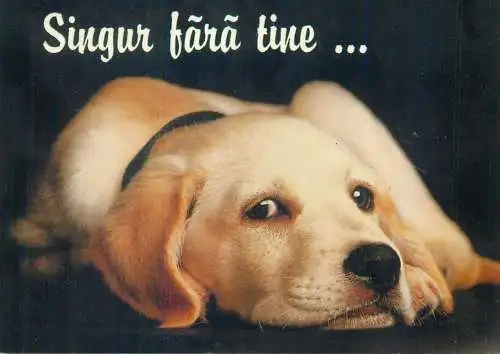 Animal dog picture