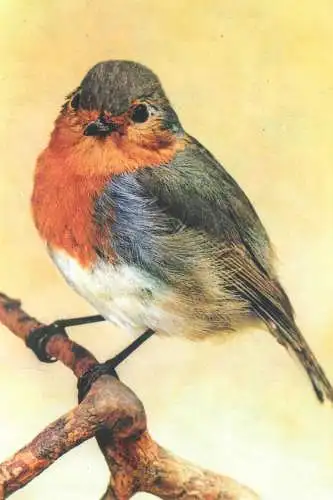 Erithacus Rubecula Robin bird
