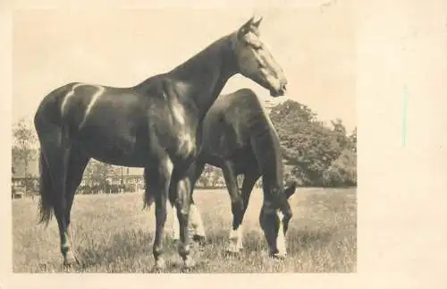 beautiful horses photo