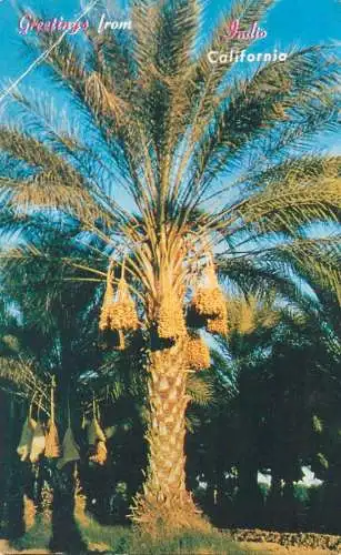 Postcard US United States Indio California date palms 1958