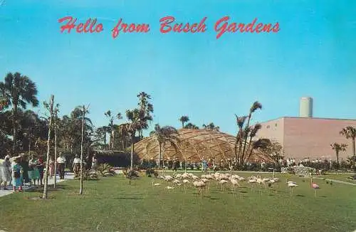 Postcard USA Fl Florida Tampa flamingos and Golden Geodesic dome 1969